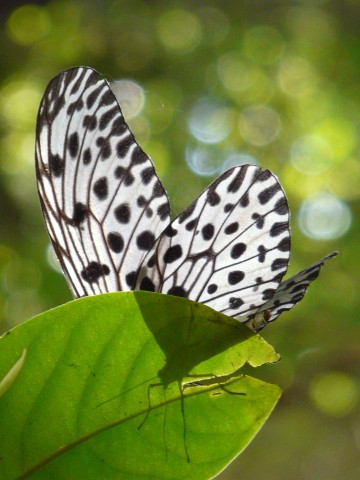 black and white butterfly